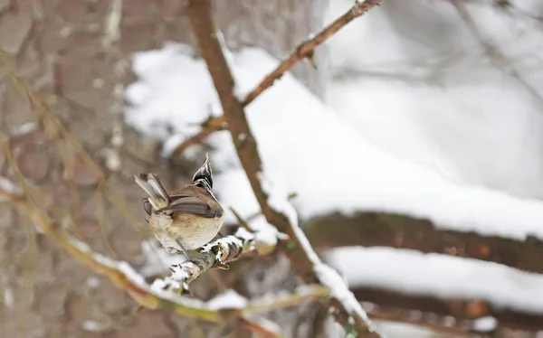 凤头山雀在森林里 — 图库照片
