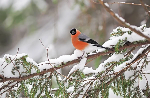 Bullfinch in the forest — Stock Photo, Image