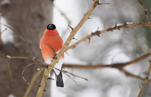 Bullfinch in the forest — Stock Photo, Image