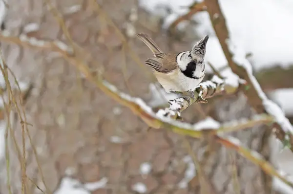 Mésange huppée dans la forêt — Photo