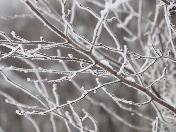 Karda dallar. Rus kışı