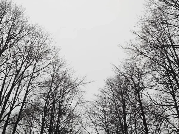 Takken van bomen in het bos — Stockfoto