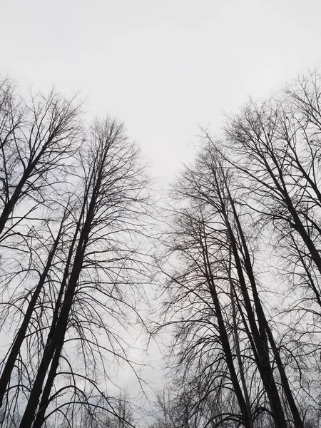 Branches d'arbres dans la forêt — Photo