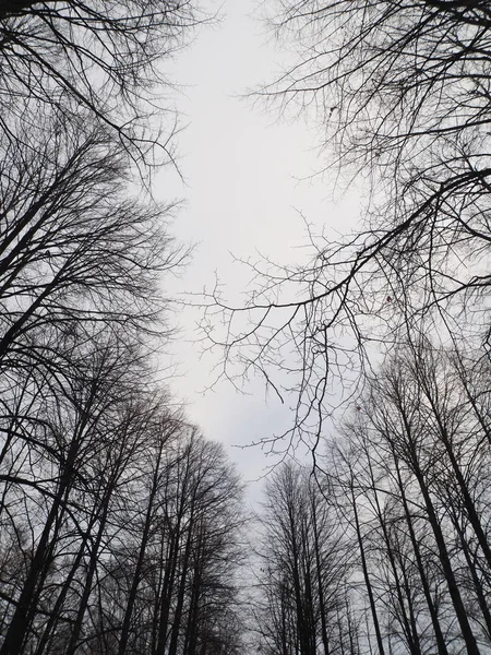 Branches of trees in the forest — Stock Photo, Image