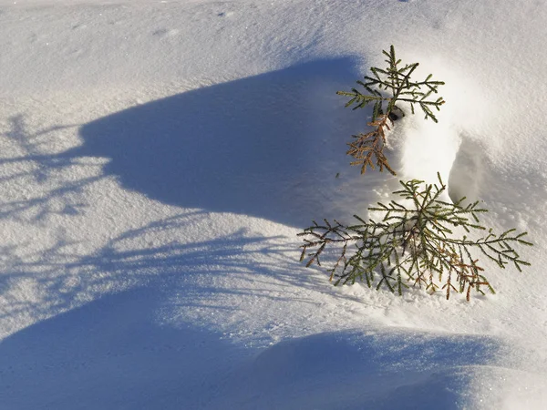 Świerk Śniegu — Zdjęcie stockowe