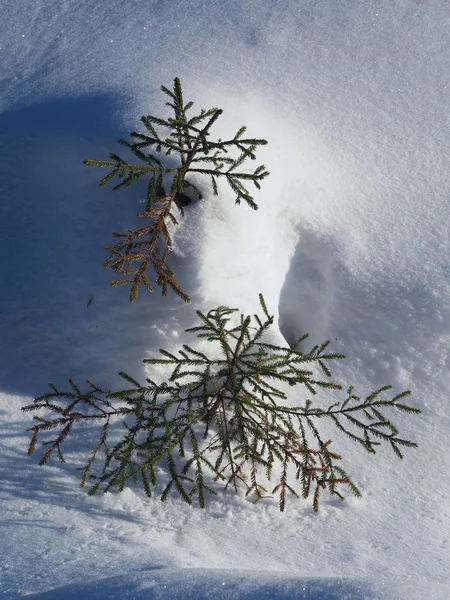 Abete Rosso Nella Neve — Foto Stock