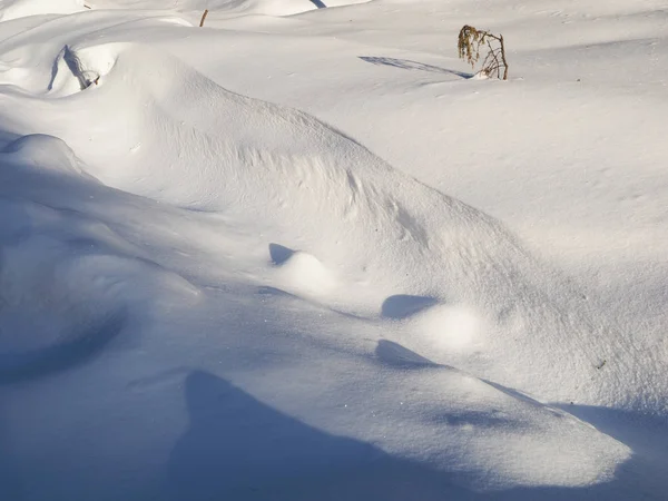 雪中的云杉 — 图库照片
