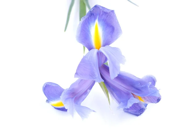 Iris azules sobre un fondo blanco — Foto de Stock