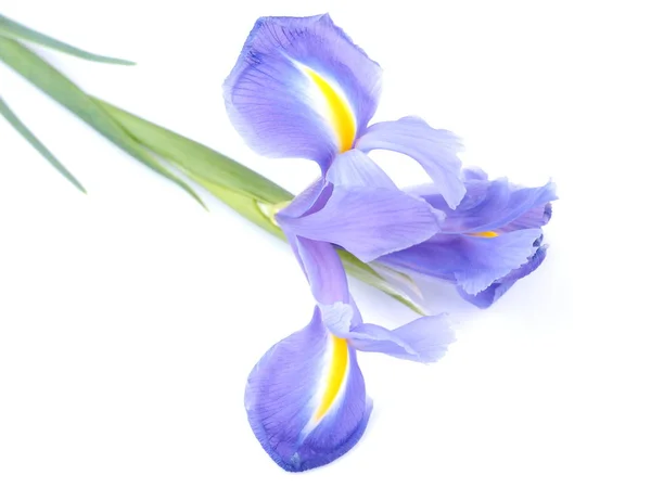 Iris azules sobre un fondo blanco —  Fotos de Stock