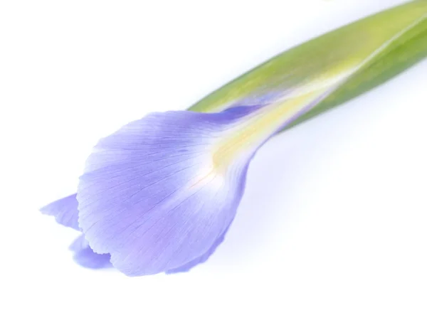Iris azules sobre un fondo blanco —  Fotos de Stock