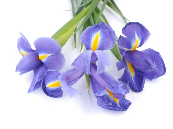 Blue irises on a white background — Stock Photo, Image