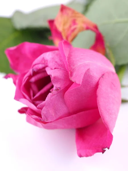 Rose auf weißem Hintergrund — Stockfoto