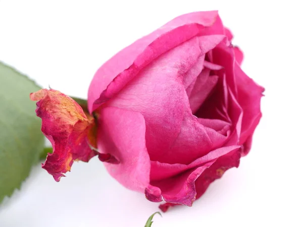 Rose auf weißem Hintergrund — Stockfoto