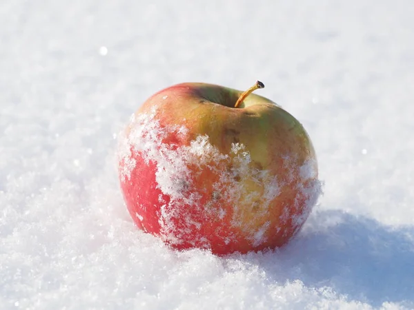 Apple Snow Winter — Stock Photo, Image