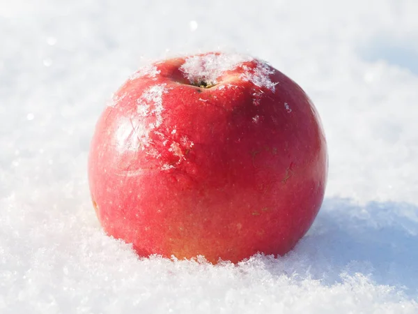 Apple Snow Winter — Stock Photo, Image