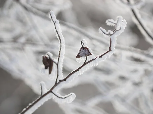 Гілки Снігу Зима — стокове фото