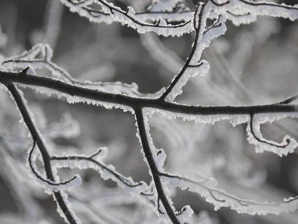 Filialer Snö Vinter — Stockfoto
