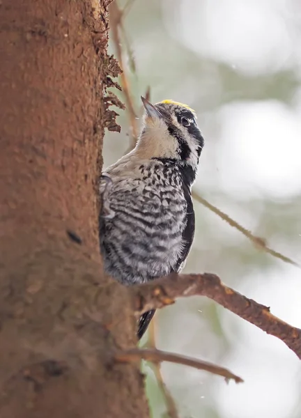 Three-toed woodpecker on the tree — Stock Photo, Image