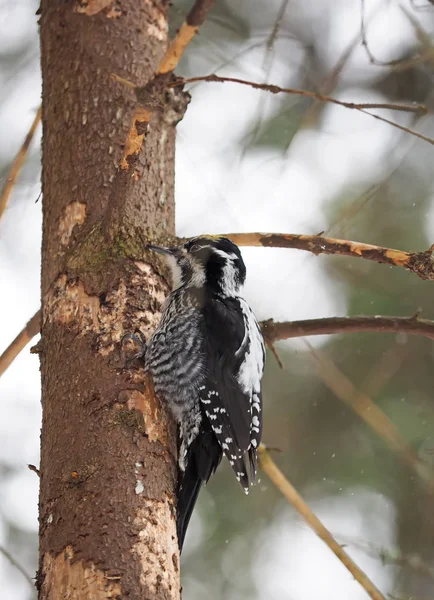 Three-toed woodpecker on the tree — Stock Photo, Image