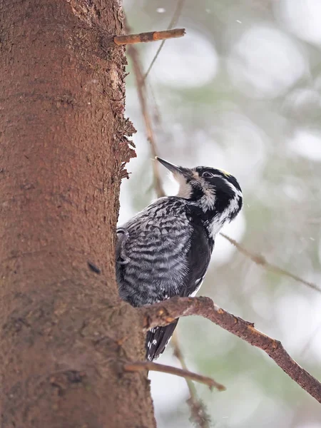 Pájaro carpintero de tres dedos en el árbol — Foto de Stock