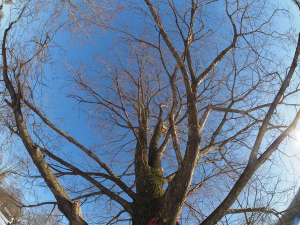 Albero dal basso verso l'alto — Foto Stock