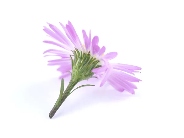 Fialové květy let Astry na bílém pozadí — Stock fotografie