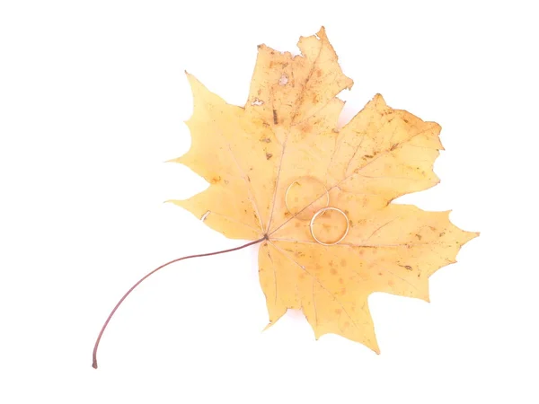 結婚指輪と白い背景の上のカエデの葉 — ストック写真