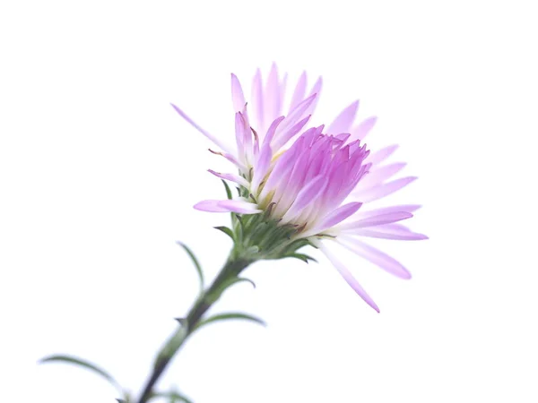 Lila blommor år av astrar på vit bakgrund — Stockfoto