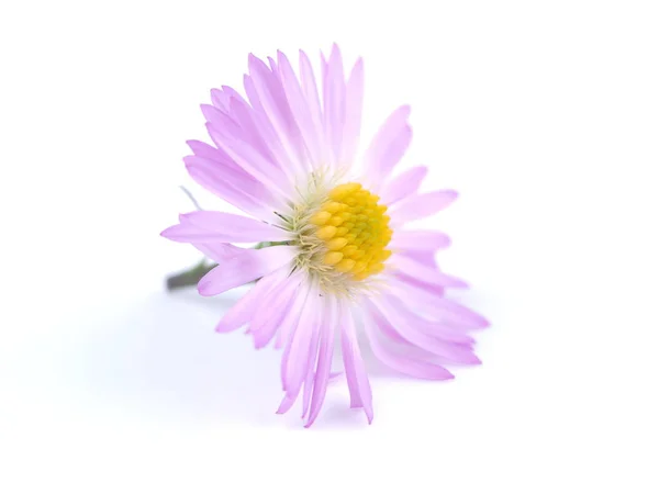 Aster beyaz bir arka plan üzerinde yıllık mor çiçekler — Stok fotoğraf