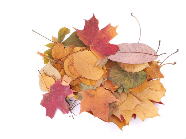 Beyaz arkaplanda sonbahar yaprakları