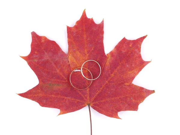 Wedding rings and maple leaves on a white background — Stock Photo, Image