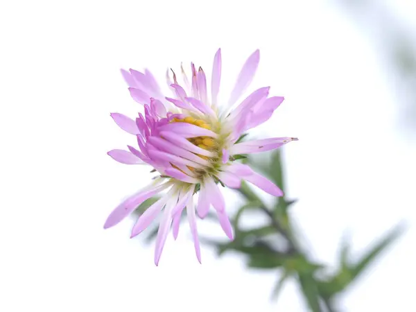 Фіолетові квіти роки айстр на білому тлі — стокове фото