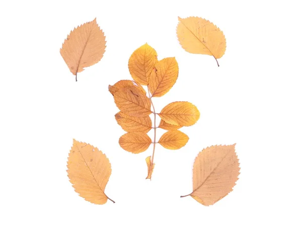 Herfst bladeren op een witte achtergrond — Stockfoto