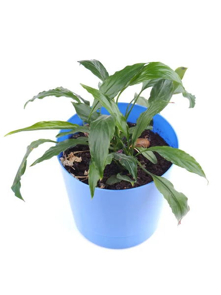 Planta em vaso em um fundo branco — Fotografia de Stock