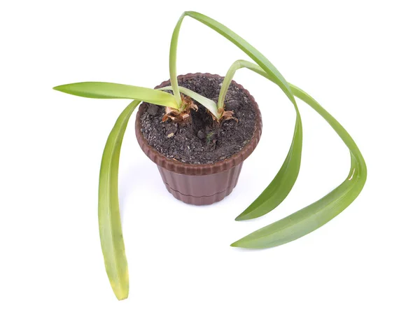 白い背景の上に置く鉢植えの植物 — ストック写真