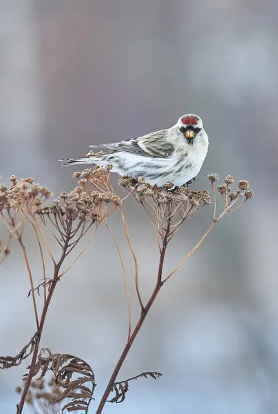 Oiseau Carduelis flammea sur l'herbe sèche en hiver Photos De Stock Libres De Droits