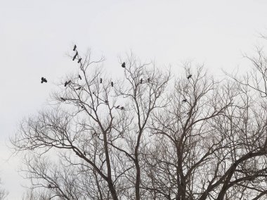 Kuzgunlar on ağacının
