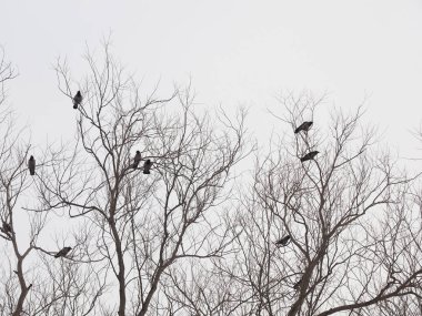 Kuzgunlar on ağacının