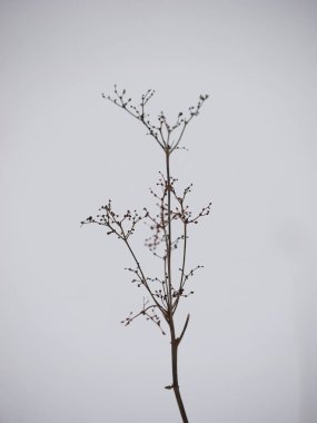 hafif bir arka plan üzerinde kuru ot