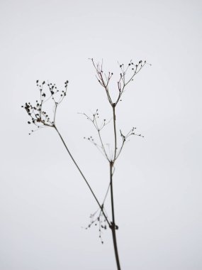 hafif bir arka plan üzerinde kuru ot