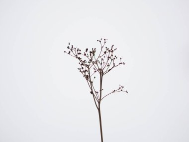 hafif bir arka plan üzerinde kuru ot