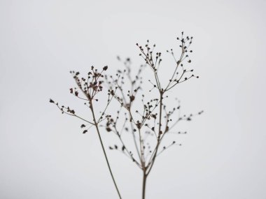 hafif bir arka plan üzerinde kuru ot