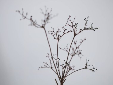 hafif bir arka plan üzerinde kuru ot