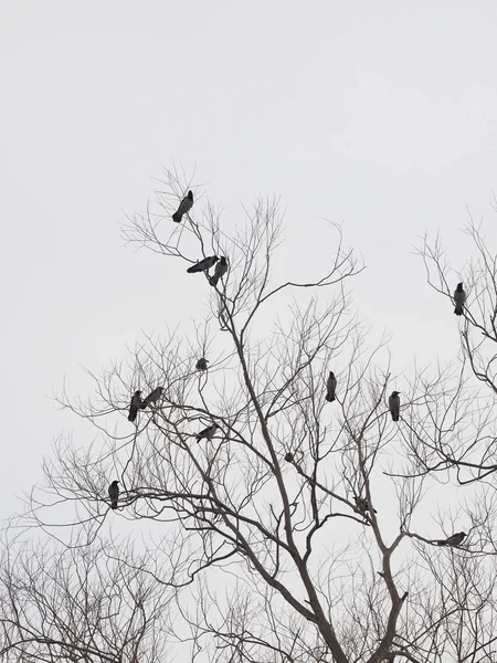 Havrani na stromě — Stock fotografie