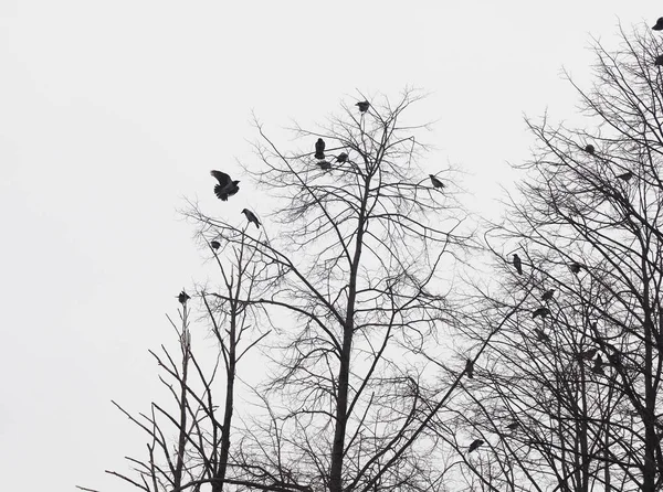 Ravens on tree — Stock Photo, Image