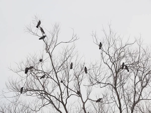 Raven op boom — Stockfoto