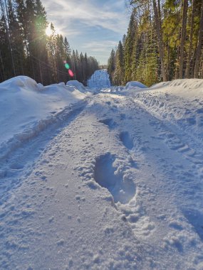 Ormandaki yol. kış