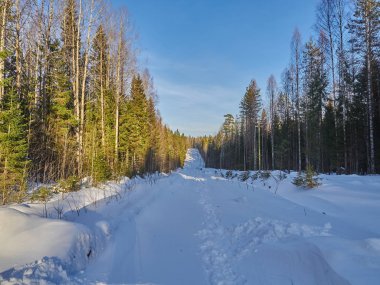 Ormandaki yol. kış