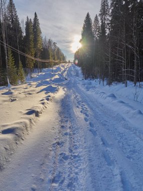 Ormandaki yol. kış