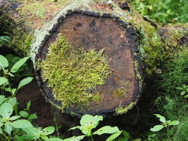 Ormandaki yaşlı ağaç kütüğü